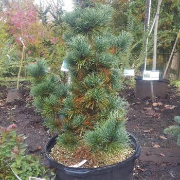Pinus parviflora 'Adcock's Dwarf' 
