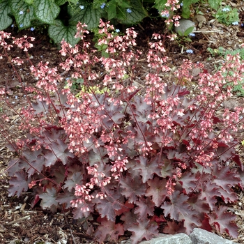 Heuchera 'Fireworks'