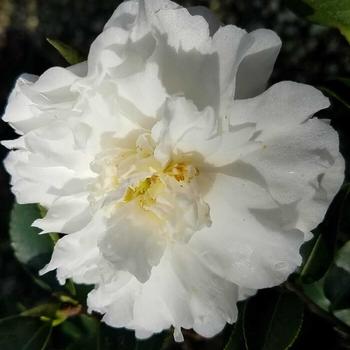 Camellia sasanqua 'Mine-no-yuki' 