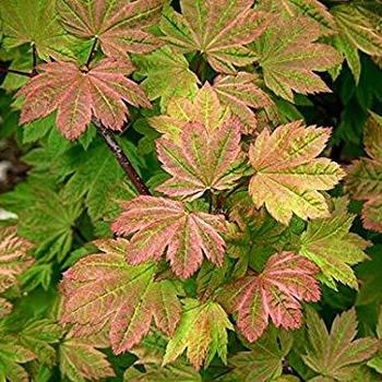 Acer circinatum 'Sunny Sister' 