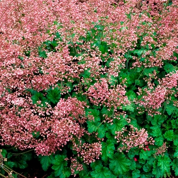 Heuchera 'Strawberry Swirl' 