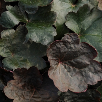 Heuchera 'Carnival Black Olive' 