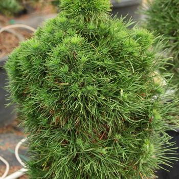 Pinus sylvestris 'Green Penguin' 