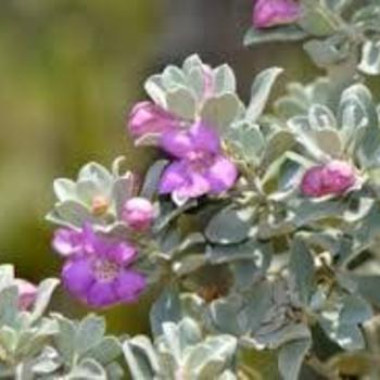 Salvia greggii 'Dark Purple' 