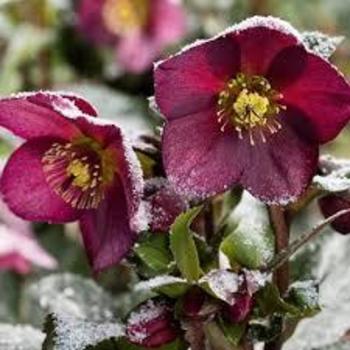 Helleborus 'Reanna's Ruby' 