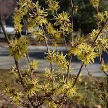 Hamamelis virginiana 'Harvest Moon' 