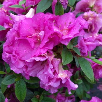 Rhododendron Perfecto Mundo® 'Double Purple'