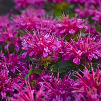 Monarda didyma 'Pardon My Purple' PP22170, Can 5107