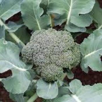 Brassica oleracea 'Blue Wind' 