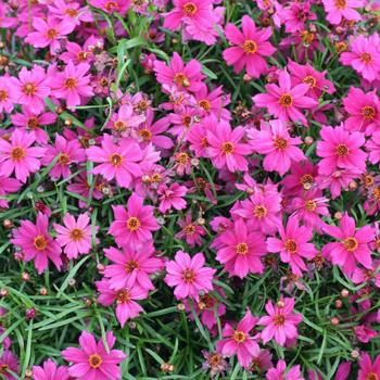 Coreopsis 'Limerock Passion' 