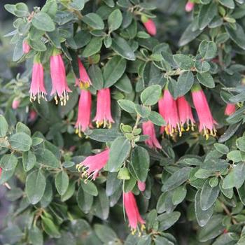 Correa pulchella 'Carmine Bells' 