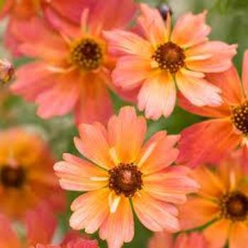 Coreopsis 'Limerock Dream' 