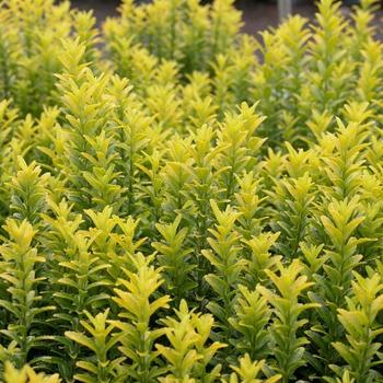 Euonymus japonicus microphyllus 'Gold Dust' 