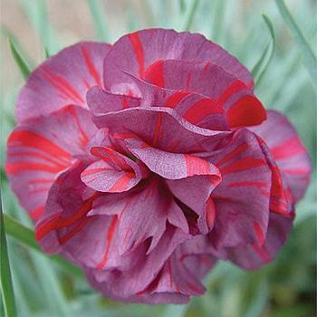 Dianthus caryophyllus 'Chomley Farran' 