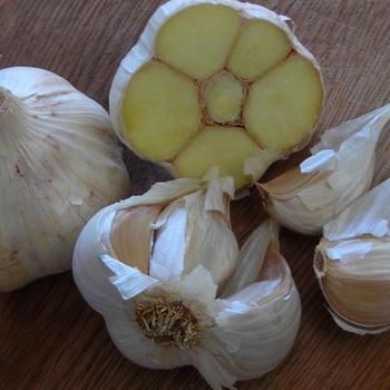 Allium sativum 'Lorz Italian' 