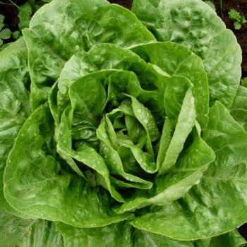 Lactuca sativa 'Winter Density' 