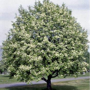 Prunus padus var. commutata