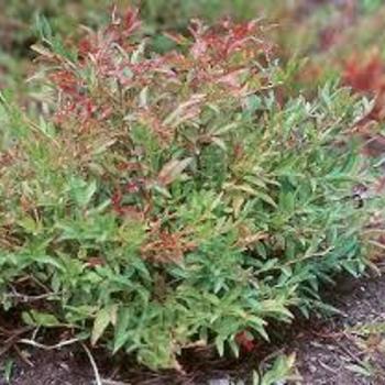 Vaccinium angustifolium 'Burgundy' 