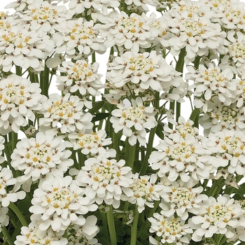 Iberis sempervirens 'Snowdrift™' 