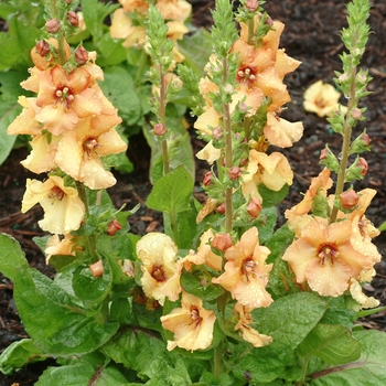 Verbascum 'Sierra Sunset'