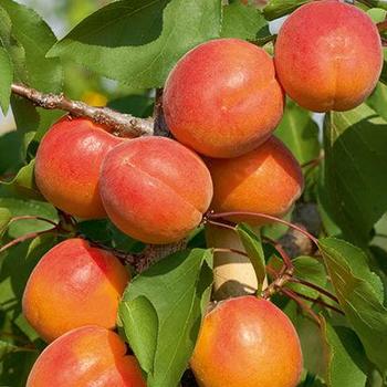 Prunus armeniaca 'Scout' 