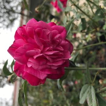 Rosa 'Cramoisi Superieur' 