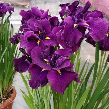 Iris ensata 'Eileen's Dream' 