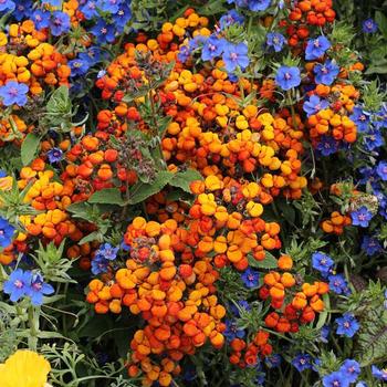 Calceolaria integrifolia 'Kentish Hero' 