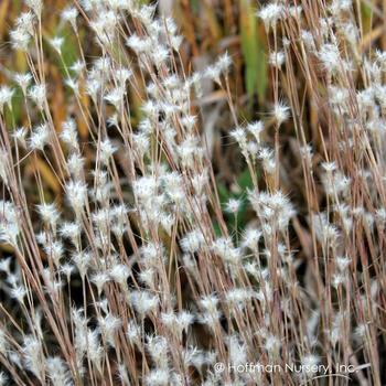 Andropogon ternarius 'Black Mountain' 