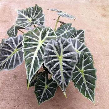 Alocasia 'Mandalay' 