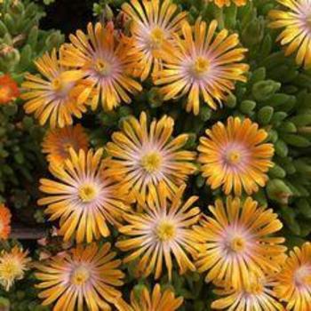 Delosperma 'Orange Crush' PP30806