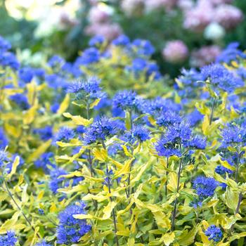 Caryopteris 'SMCIPG' 