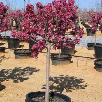 Malus 'Friudlund' 