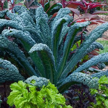 Brassica oleracea 'Toscano' 