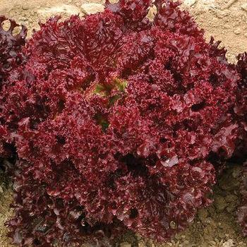 Lactuca sativa 'Dark Red Lolla Rossa' 