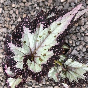 Begonia rex-cultorum 'Festive Paisley Silver' 