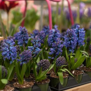 Hyacinthus orientalis 'Kronos' 