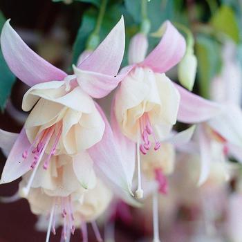 Fuchsia 'Annabelle' 