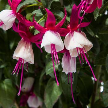 Fuchsia magellanica