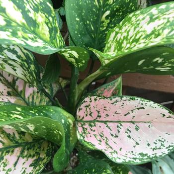 Aglaonema 'Wishes' 