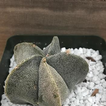 Astrophytum myriostigma