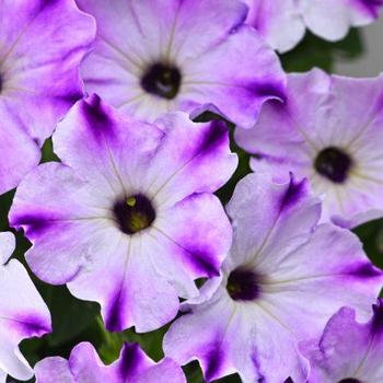 Petunia 'Berry Frappe' 