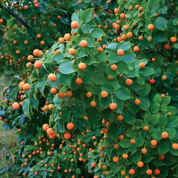 Cornus kousa 'Mandarin Jewel™' 