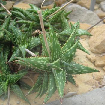 Aloe juncunda