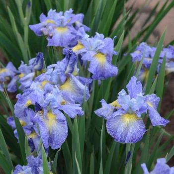 Iris sibirica 'Cape Cod Boys' 