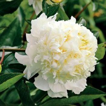 Paeonia lactiflora 'Charles White' 