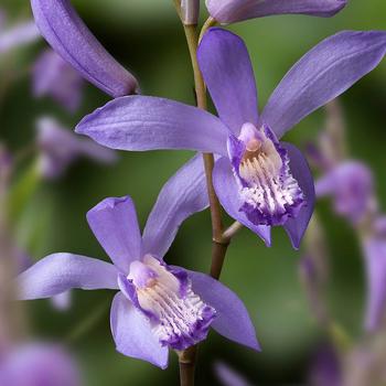 Bletilla striata 'Blue Dragon' 