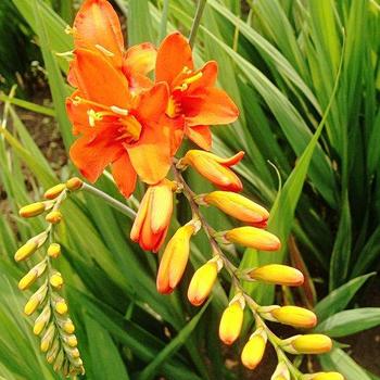 Crocosmia 'Orange Cherub' 