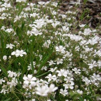 Gypsophila repens 'Filou White' 