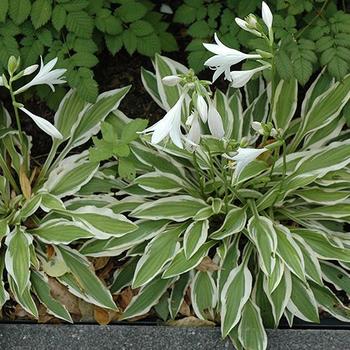 Hosta 'White Dove' 